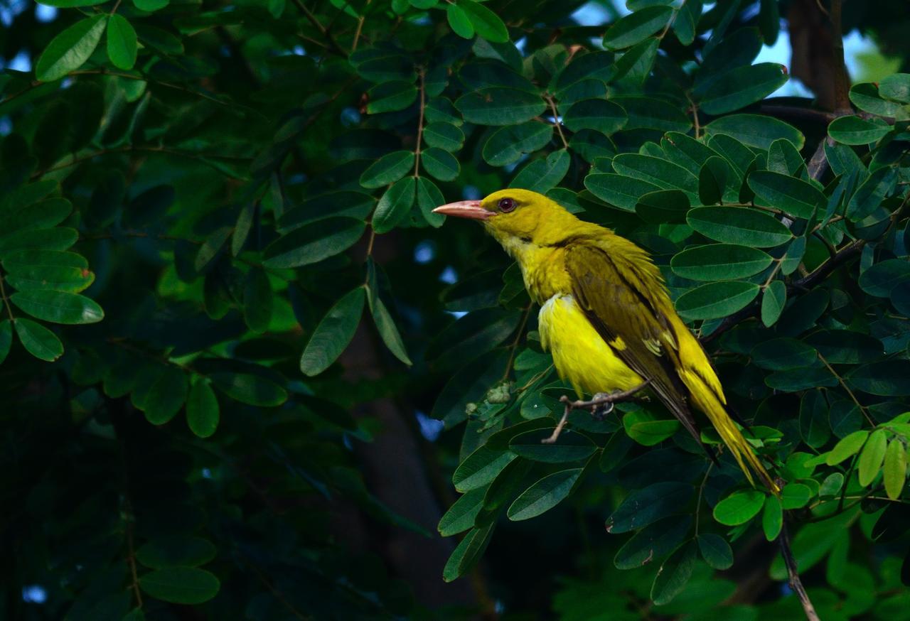 Nature Resort อัครา ภายนอก รูปภาพ